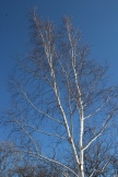 IMG_0807.JPG